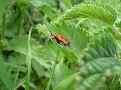scarabeo verde lettera