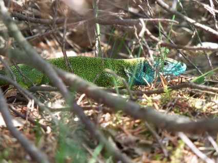 Зелёная ящерица lacerta viridis мужчины