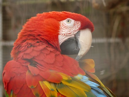 มาร์คอว์สีเขียว parrot ara สีแดงเข้ม
