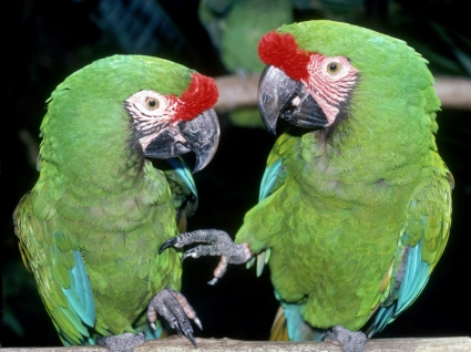 papier peint vert Aras perroquets animaux