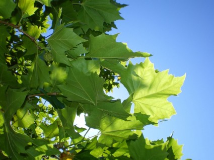 daun maple hijau
