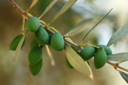 grüne Oliven