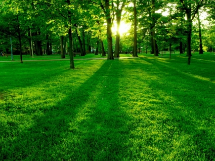 parque verde papel de parede paisagem natureza