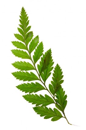 cuadro de hojas verdes de la planta