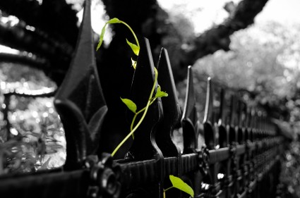 绿色的植物在铁栅栏上