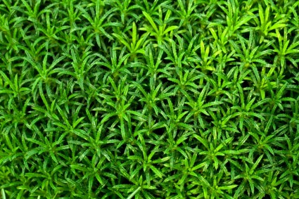 papier peint plante verte