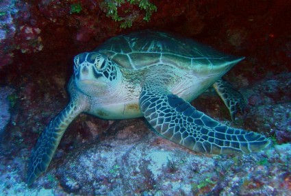 السلاحف البحرية الخضراء البحر المحيط