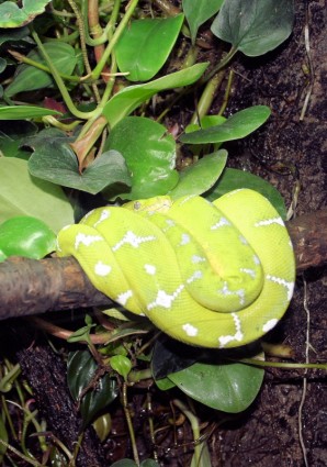 wąż zielony