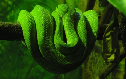 녹색 뱀 벽지 동물 뱀