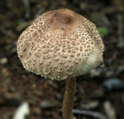 綠色的 spored 的 lepiota 蘑菇毒物