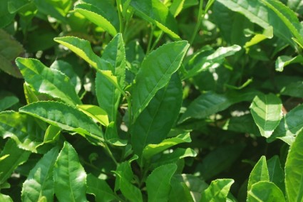 daun teh hijau