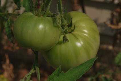 tomat hijau