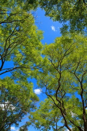 màu xanh lá cây cây canopy