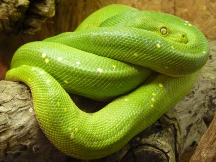albero verde python morelia viridis serpente