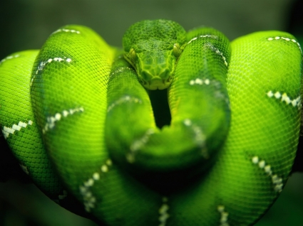 carta da parati di Pitone verde albero serpenti animali