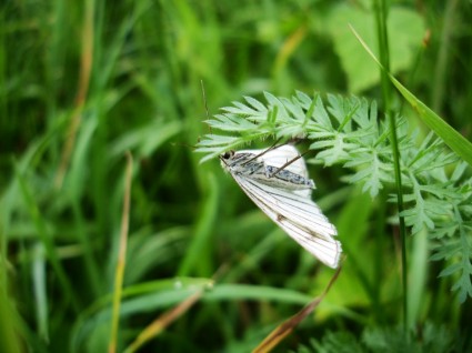 màu xanh lá cây đồng cỏ veined trắng bướm