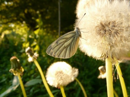 Green Veined White White Ling Butterfly