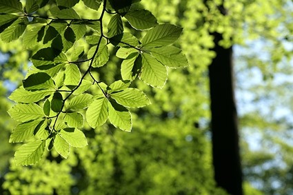Foto stock de hojas verde vitalidad