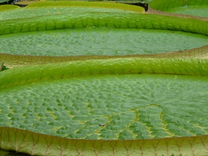 緑の水ユリの水生植物