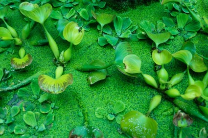 緑色の水植物