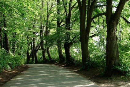 caminho verde