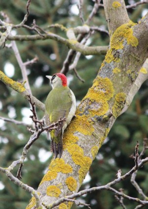 Green Woodpecker Birds Spring