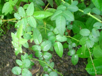 foto di vegetazione