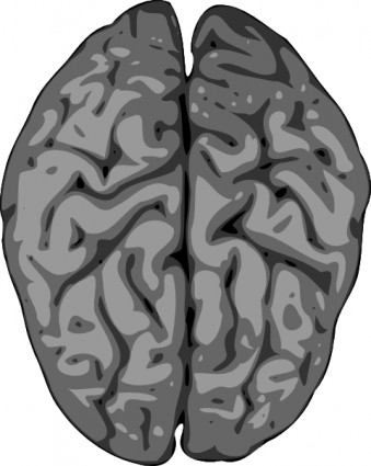 cerebro gris clip art