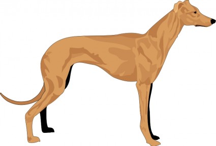 abu-abu hound