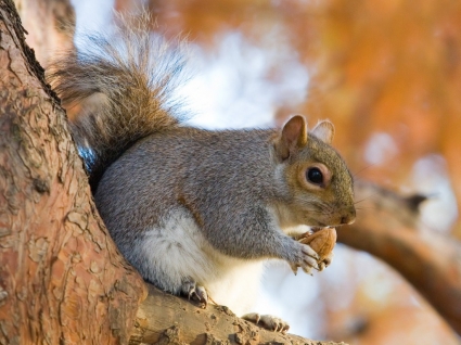 scoiattolo grigio sfondi altri animali