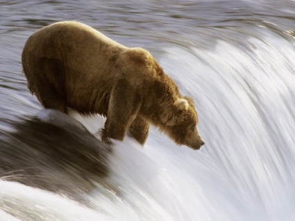 papel de parede de pesca Grizzly ursos animais