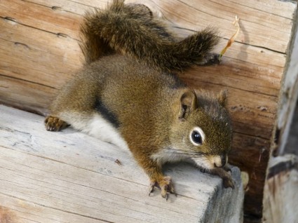 natura animale Ground squirrel
