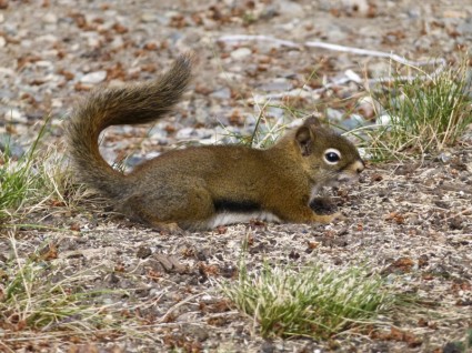 Ground squirrel animale all'aperto