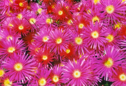 Bodendecker-Blumen