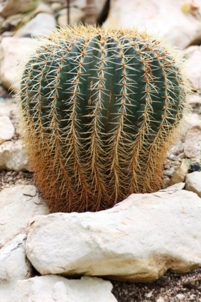 cultivo de cactus