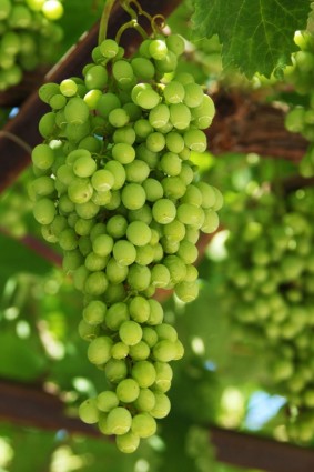 種植葡萄