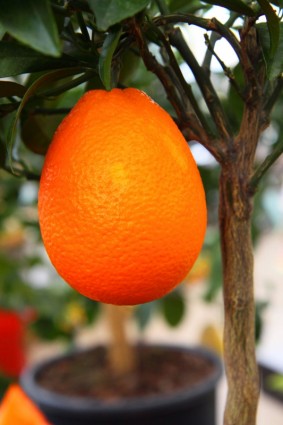 Выращивание оранжевый