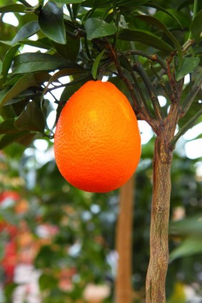 cultivo de naranja en árbol