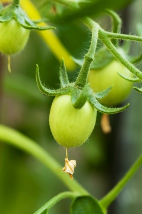tumbuh tomat