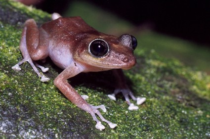 guajon 樹蛙