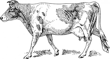 vaca de Guernsey