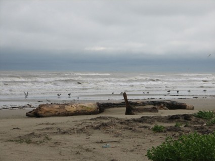 الأخشاب الطافية في المحيطات خليج المكسيك
