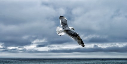 ธรรมชาติทะเล gull gull