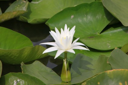 Mòng biển hồ Hoa lily
