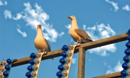 นกทะเล gull gulls