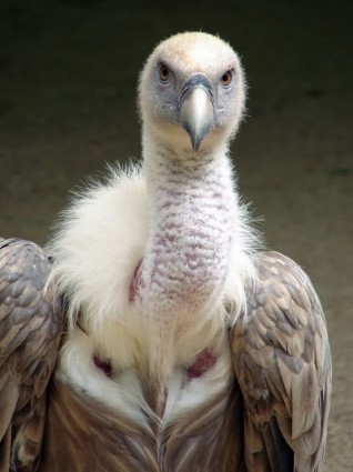 Gyps fulvus oiseau de Griffon vulture