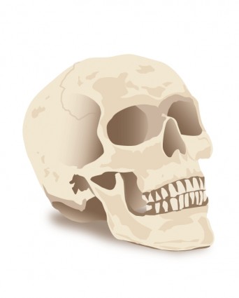 vector cráneo de Halloween