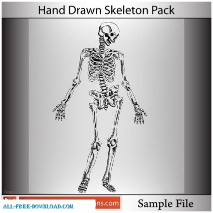 scheletro disegnati a mano