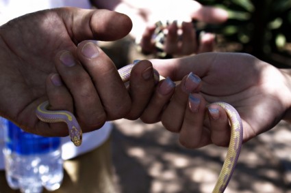 manos serpiente animal
