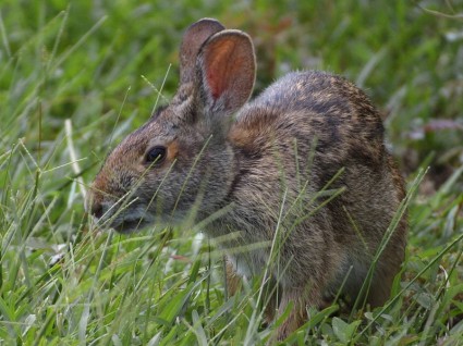 野兔兔子復活節